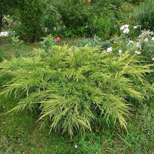 картинка Можжевельник средний Голд Киссен 3л 