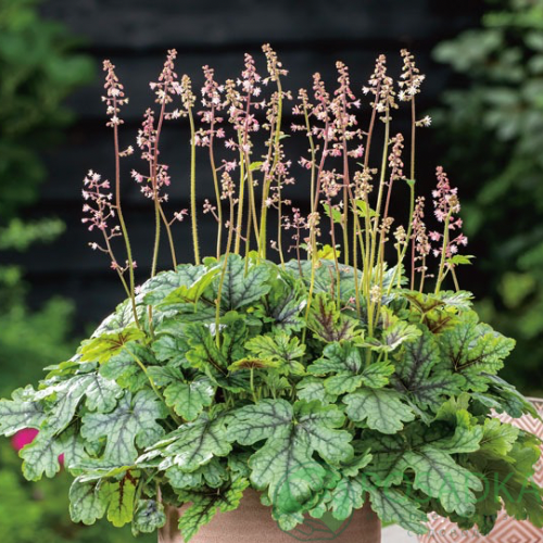 картинка Гейхерелла Tapestry (Тапестри) 