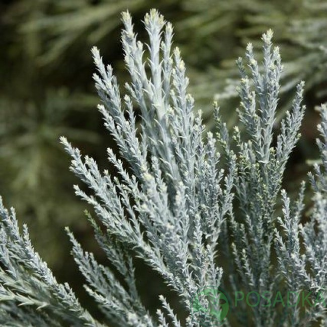 картинка Секвоядендрон гигантский Powder Blue 