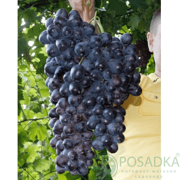 картинка Виноград Хаджи Мурат 
