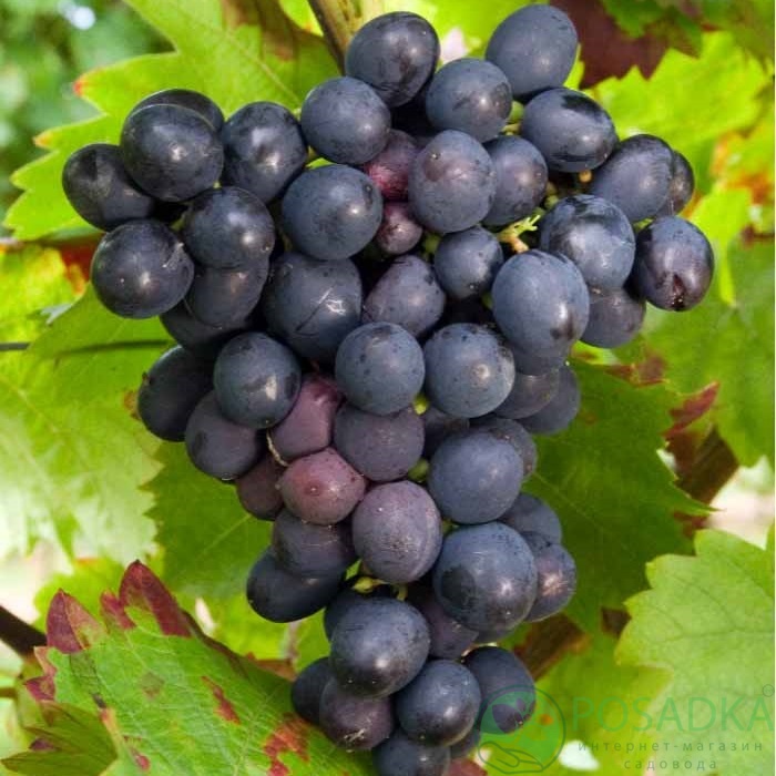 картинка Виноград Эстер 