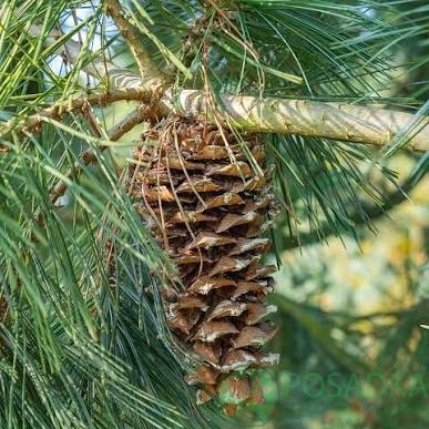 картинка Сосна мягкая (pinus flexilis) 