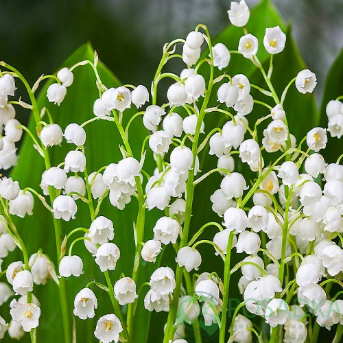 картинка Ландыш Hardwick Hall 