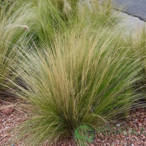 картинка Ковыль Тончайший семена (0.1гр) 