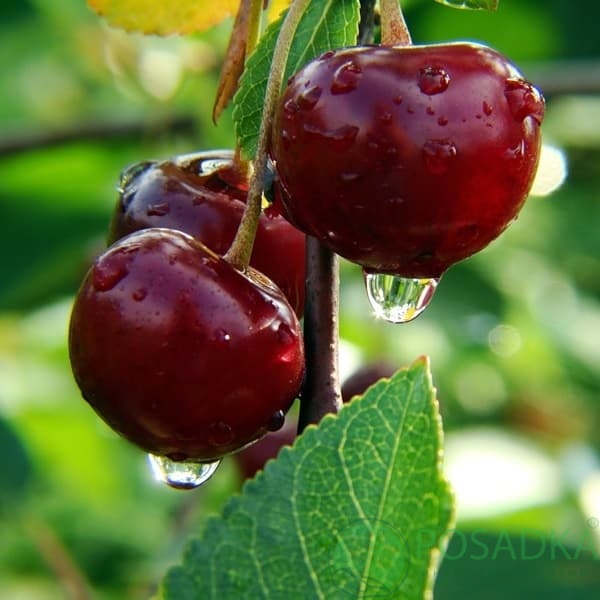 картинка Вишня Ксения 
