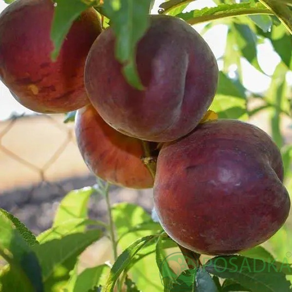 картинка Персик Шугар Тайм 