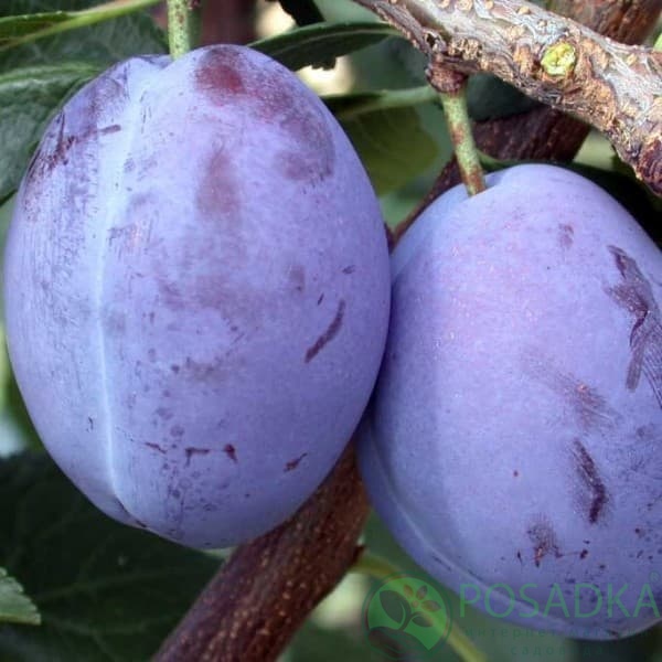 картинка Слива Калифорния Блю 