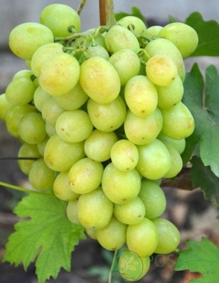 картинка Виноград Наташа Ростова (Наталка Полтавка) 