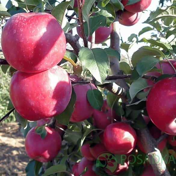 картинка Яблоня Фуджи Кику 8 