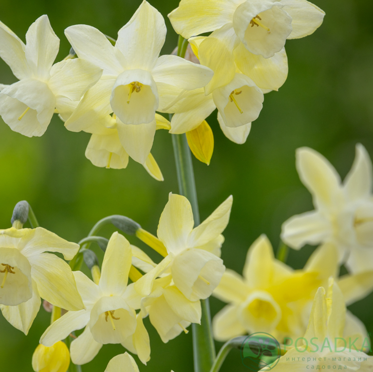 картинка Нарцисс Moonlight Sensation  картинка Нарцисс Moonlight Sensation