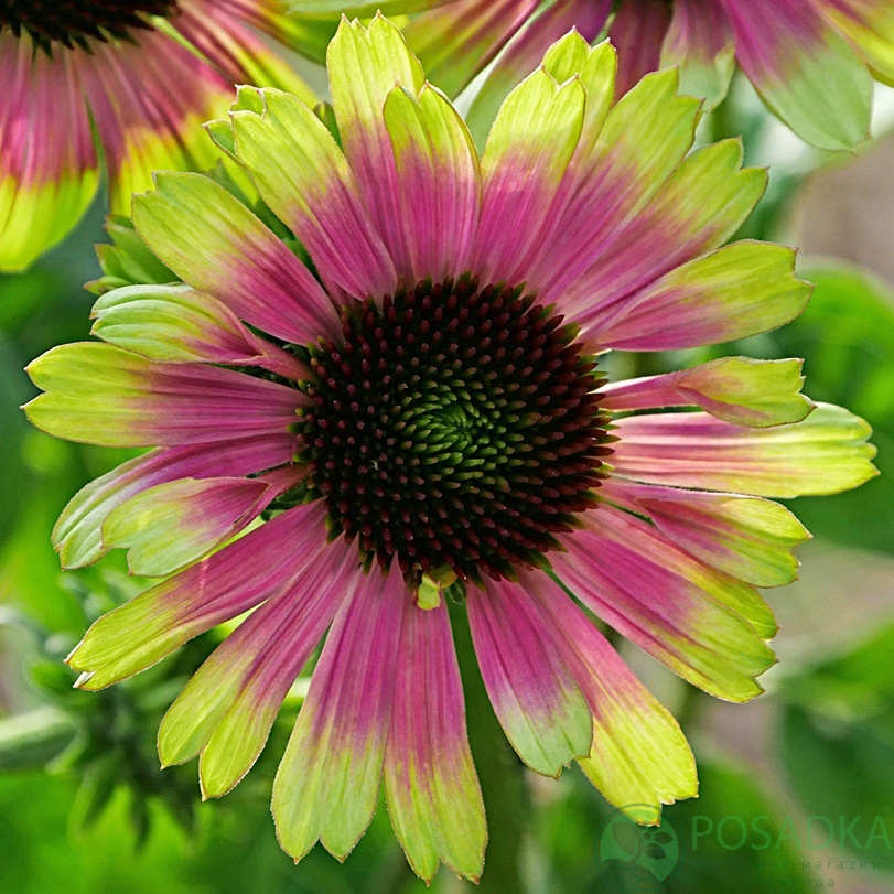 картинка Эхинацея Prairie Blaze Vintage Lime 