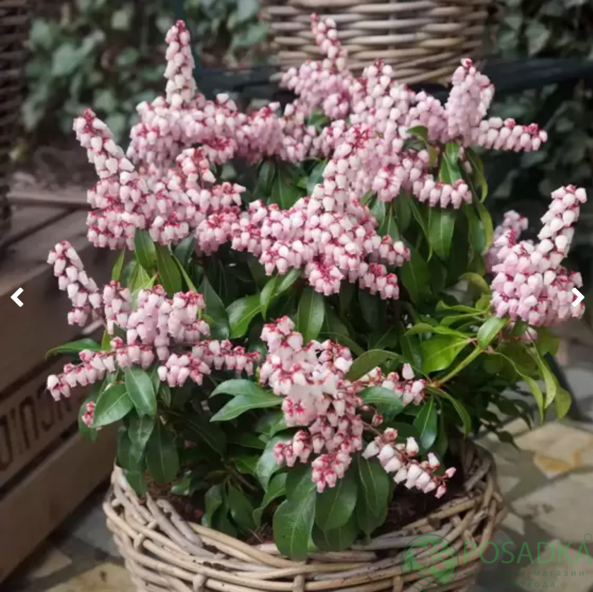 картинка Пиерис японский Boltman's Pink 