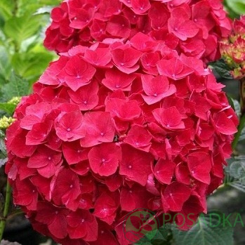 картинка Гортензия крупнолистная Hot Red C2 