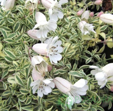 картинка Смолевка Druett's Variegated 