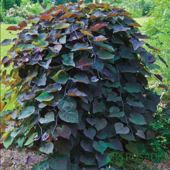 картинка Церцис канадский Ruby Falls 