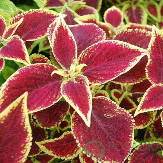 картинка Колеус 