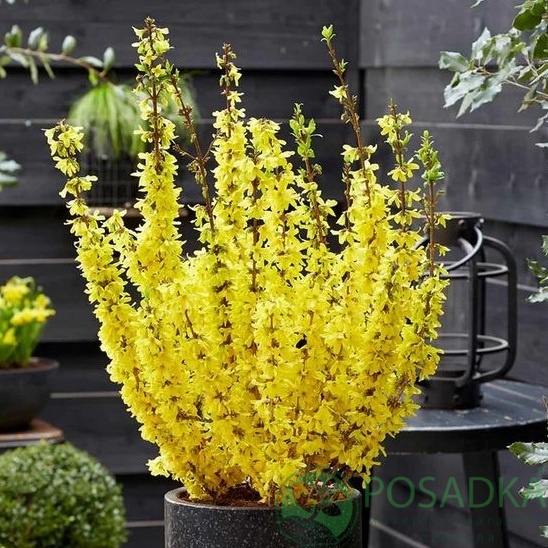 картинка Форзиция промежуточная Микадор 