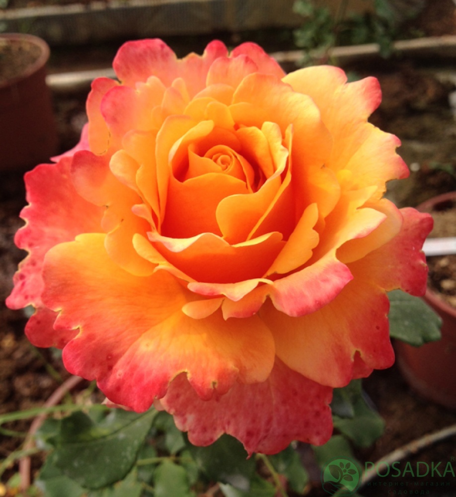 картинка Роза чайно-гибридная Френези 