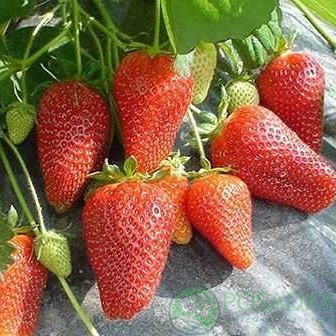 картинка Клубника Лофти 