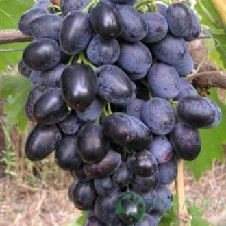 картинка Виноград Кубань 