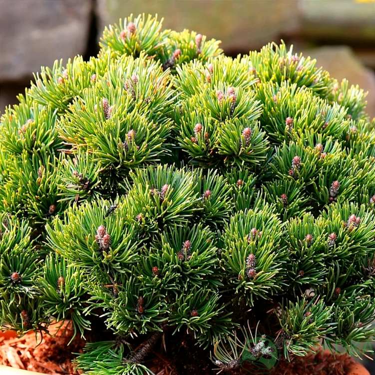 картинка Сосна Горная Picobello  картинка Сосна Горная Picobello