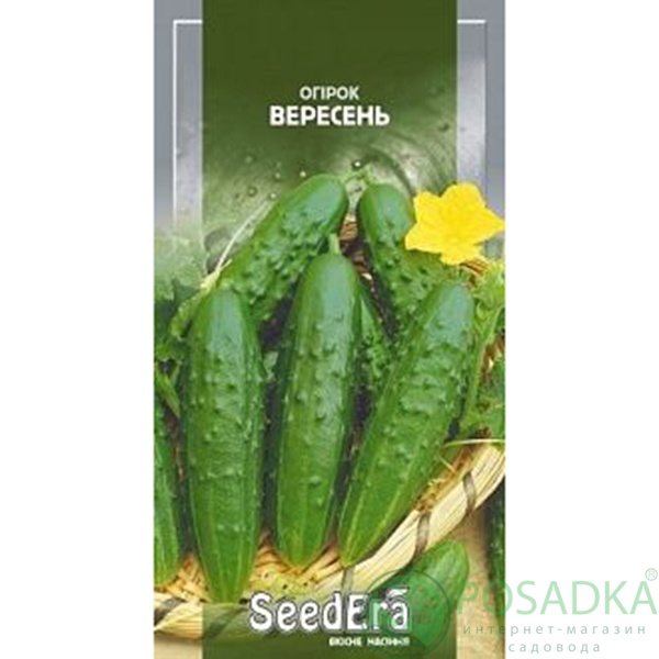 картинка Семена огурец Сентябрь 1 гр, Seedera картинка Семена огурец Сентябрь 1 гр, Seedera