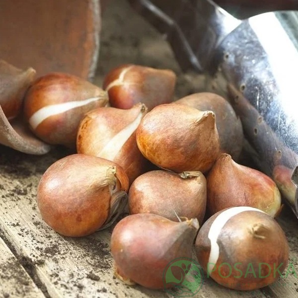 картинка Тюльпан Librje (3 шт) р9 