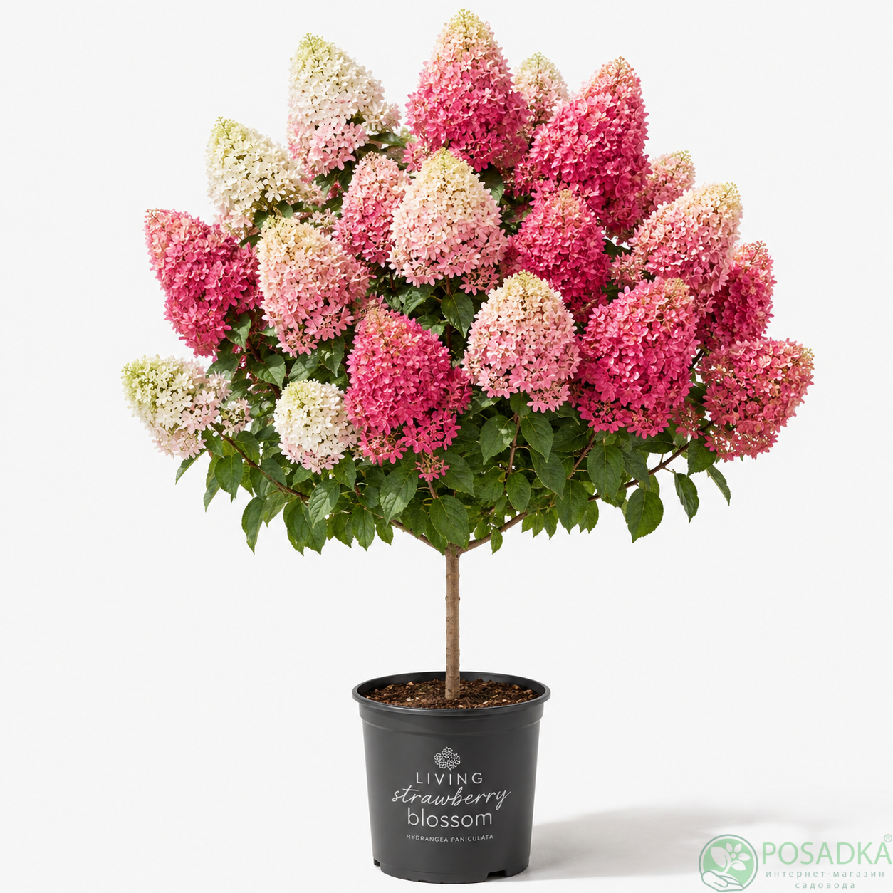 картинка Гортензия на штамбе Living Strawberry Blossom 