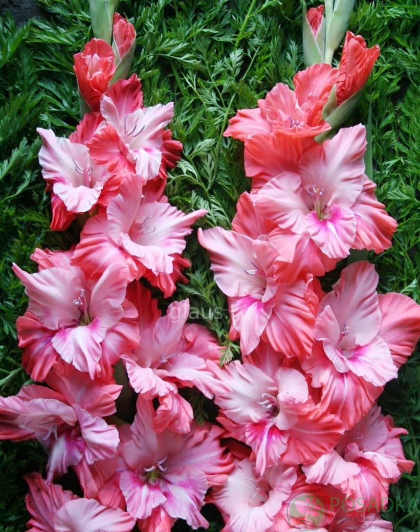 картинка Гладиолус Волнующая радость 