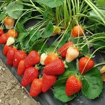 картинка Клубника Ами (кассета) 