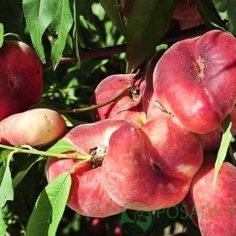 картинка Персик инжирный UFO-5 