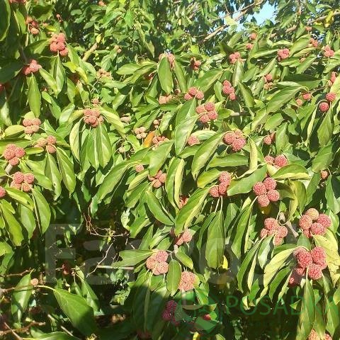 картинка Кудрания (Клубничное Дерево) Rubra 