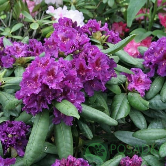 картинка Рододендрон гибридный Azurro 