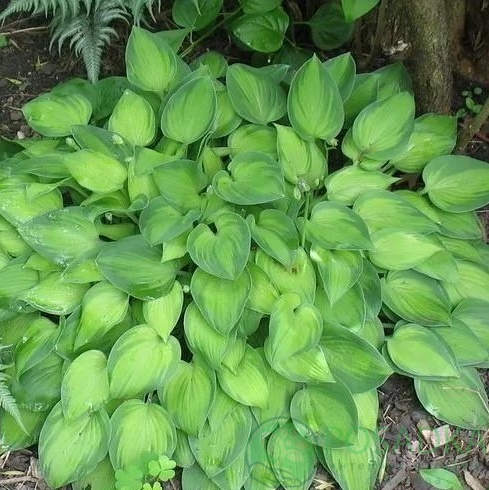 картинка Хоста Tick tock 