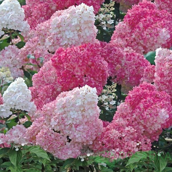картинка Гортензия метельчатая Vanille Fraise (Ванилла Фрейз) 