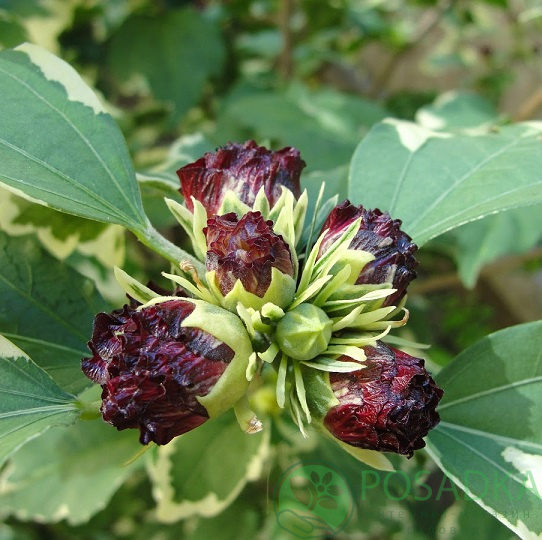 картинка Гибискус сирийский (Purpureus variegatus) 