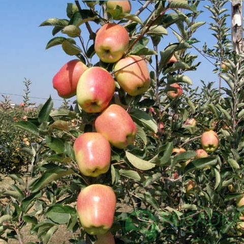 картинка Яблоня Голд Пинк 