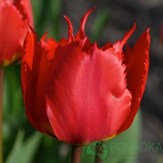 картинка Тюльпан Robbedoes  картинка Тюльпан Robbedoes