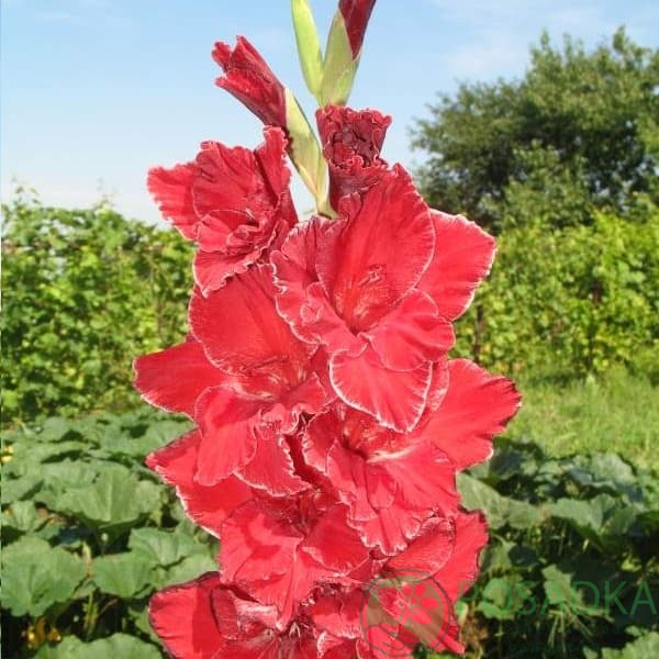 картинка Гладиолус Венец 