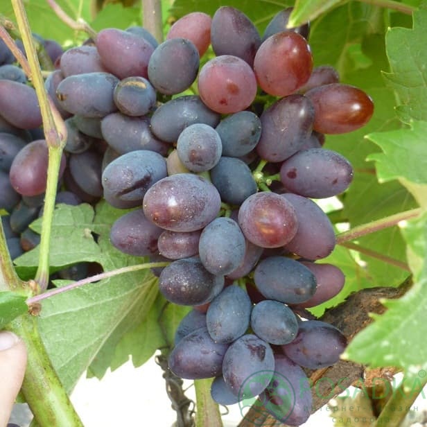 картинка Виноград кишмиш Сатурн 