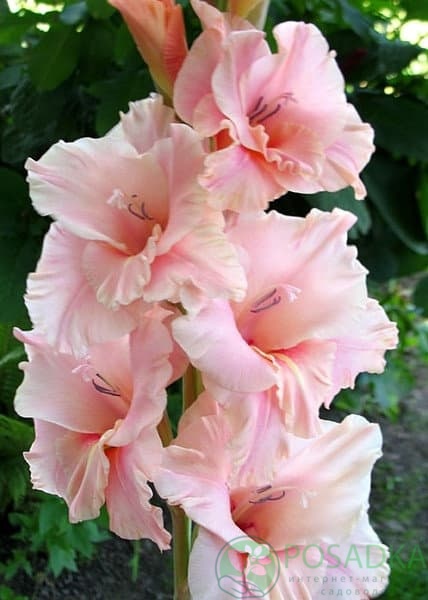 картинка Гладиолус Богиня любви 