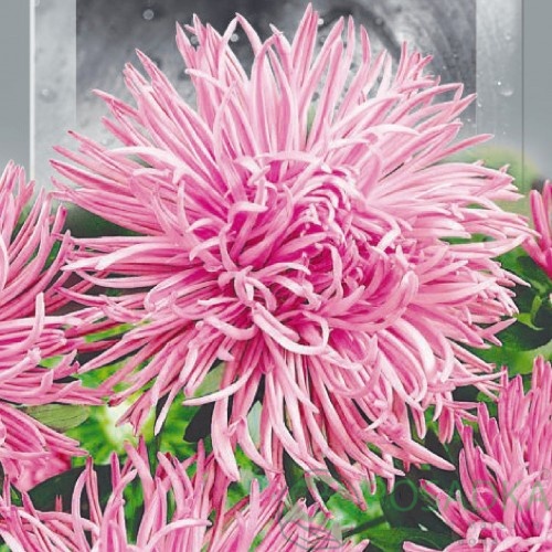 картинка Семена Астра высокорослая Крален Шиншилла 0.25 г, Seedera 