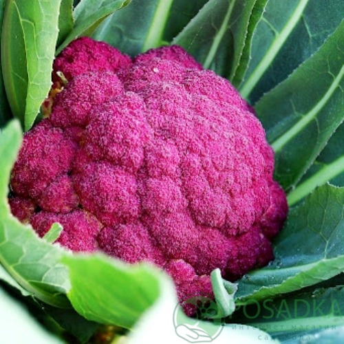 картинка Семена Капуста цветная Сицилия Фиолетовая 0.5 г, Seedera 