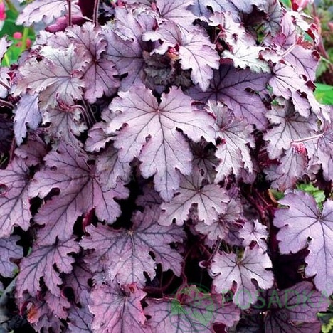 картинка Гейхера гибридная "Plum Cascade" 