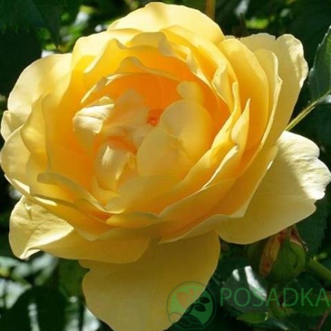 картинка Роза плетистая Голд Бьюти  картинка Роза плетистая Голд Бьюти