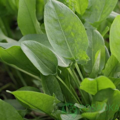 картинка Семена щавель Широколистный 3 г, SeedEra 