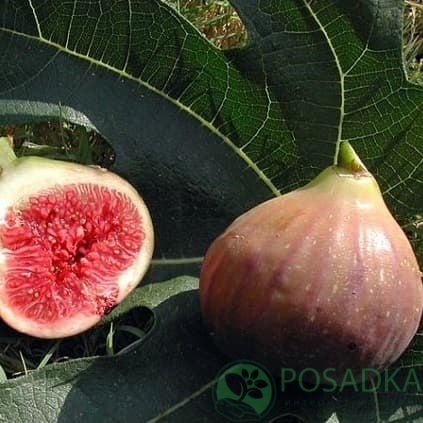 картинка Инжир Violette de Bordeaux (контейнер С2) 2 года 