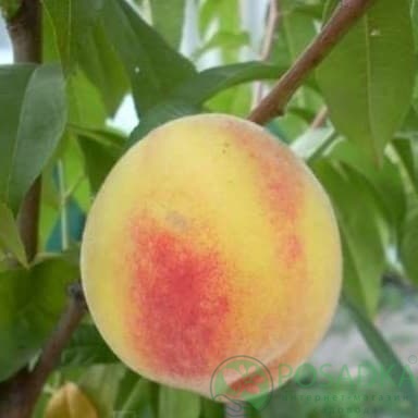 картинка Персик Старк Эрли Гло 