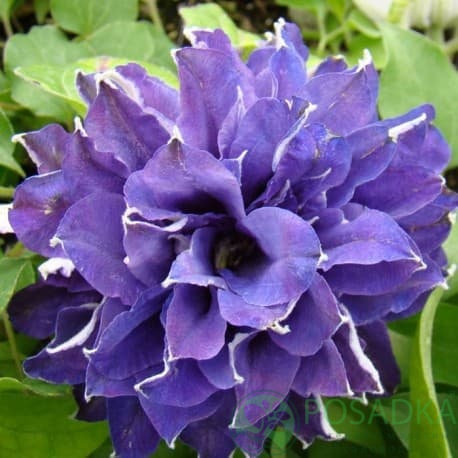 картинка Клематис Shin-shigyoku 