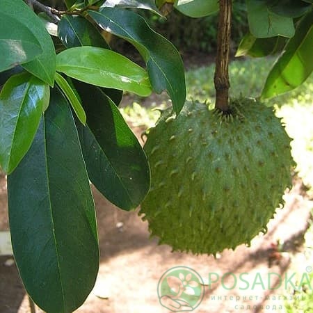 картинка Аннона (черимойя) 